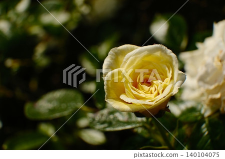 close up of a yellow rose close up of a yellow rose 140104075