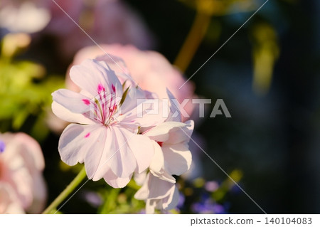 purple flowers in the garden 140104083