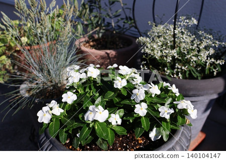 White vinca and green potted plants 140104147