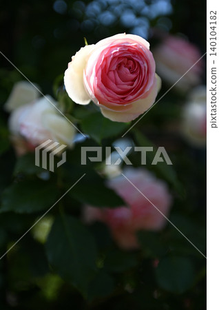 Close-up of a white rose in full bloom 140104182