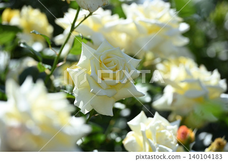 White roses blooming in a rose garden 140104183