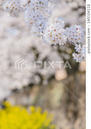 春日二重奏:櫻花與油菜花盛開 春日二重奏:櫻花與油菜花盛開 140104218