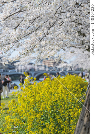 Spring duet: cherry blossoms and rape blossoms in full bloom Spring duet: cherry blossoms and rape blossoms in full bloom 140104220