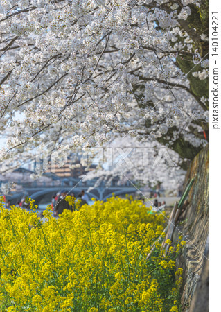 Spring duet: cherry blossoms and rape blossoms in full bloom Spring duet: cherry blossoms and rape blossoms in full bloom 140104221