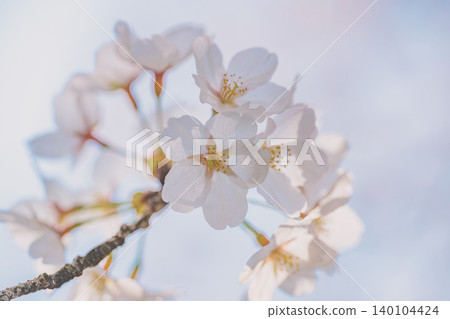 櫻花盛開 櫻花盛開 140104424