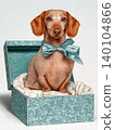 Dachshund in a teal bow tie sits in a decorative teal box. A whimsical portrait with bright even lighting. 140104866