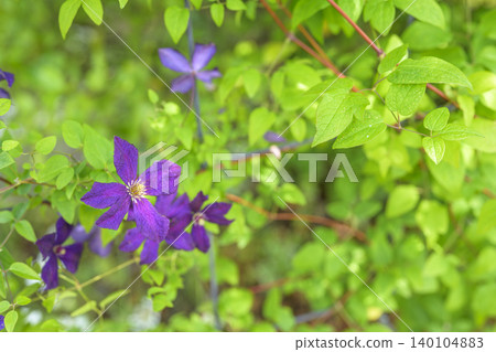 鐵線蓮花,紫色,初夏,六月(圖) 鐵線蓮花,紫色,初夏,六月(圖) 140104883