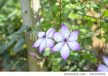Clematis flower, white, early summer, June (image) Clematis flower, white, early summer, June (image) 140104892