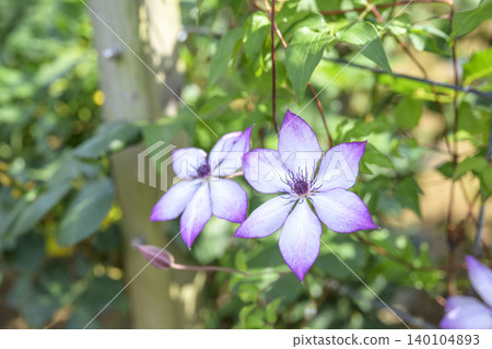 Clematis flower, white, early summer, June (image) Clematis flower, white, early summer, June (image) 140104893