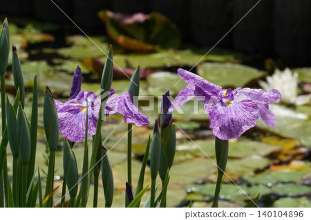 Purple striped irises and many buds blooming along the pond at Horikiri Iris Garden. 140104896