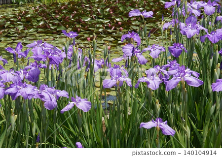 Beautiful clusters of blue-purple irises grow along the pond at Horikiri Iris Garden. Beautiful clusters of blue-purple irises grow along the pond at Horikiri Iris Garden. 140104914