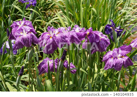 A cluster of irises with reddish-purple striped patterns blooms in the Horikiri Iris Garden. A cluster of irises with reddish-purple striped patterns blooms in the Horikiri Iris Garden. 140104935
