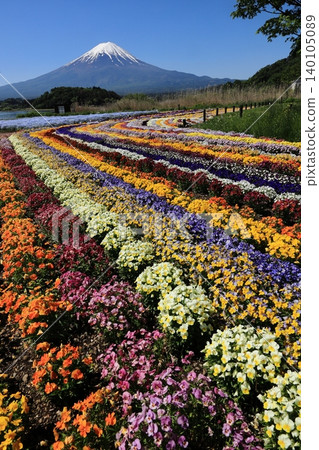The flower-lined path in Oishi Park and Mount Fuji: A beautiful early summer scene with a carpet of flowers. The flower-lined path in Oishi Park and Mount Fuji: A beautiful early summer scene with a carpet of flowers. 140105089
