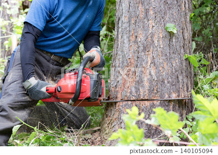 A close-up of the hands during forestry work involving cutting timber for thinning with a chainsaw, illustrating the utilization of forest resources. A close-up of the hands during forestry work involving cutting timber for thinning with a chainsaw, illustrating the utilization of forest resources. 140105094