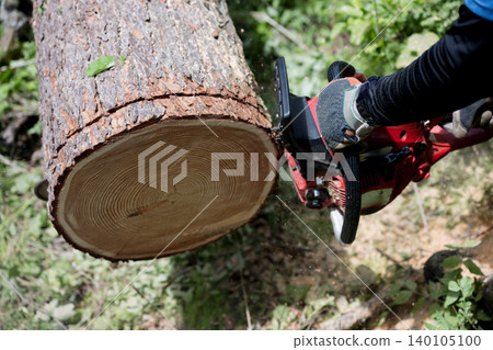 A close-up of the hands during forestry work involving cutting timber for thinning with a chainsaw, illustrating the utilization of forest resources. A close-up of the hands during forestry work involving cutting timber for thinning with a chainsaw, illustrating the utilization of forest resources. 140105100