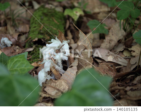 The lovely Monotropa uniflora (silver dragon grass) sprouted in the hot and humid month of May. 140105135