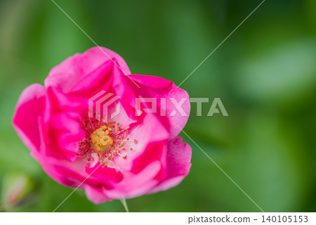 Pink rose Pink rose 140105153