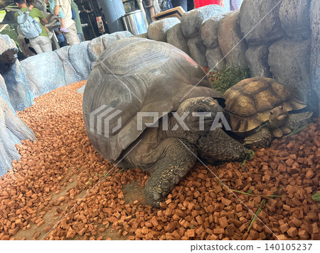 Large giant tortoise resting in enclosure with tortoise wildlife creature Large giant tortoise resting in enclosure with tortoise wildlife creature 140105237