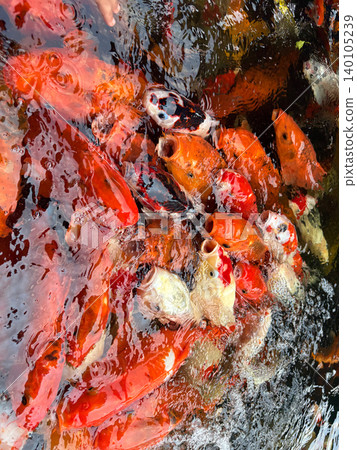 Group of orange and white koi fish swimming in pond with swimming, colorful Group of orange and white koi fish swimming in pond with swimming, colorful 140105239