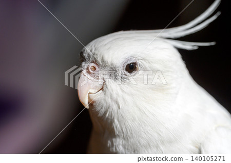 cockatiel cockatiel 140105271