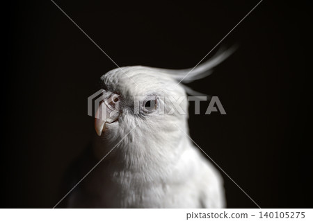 玄鳳鸚鵡 玄鳳鸚鵡 140105275
