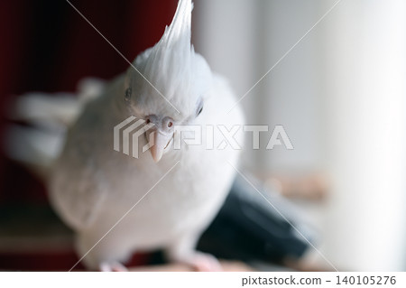 玄鳳鸚鵡 140105276