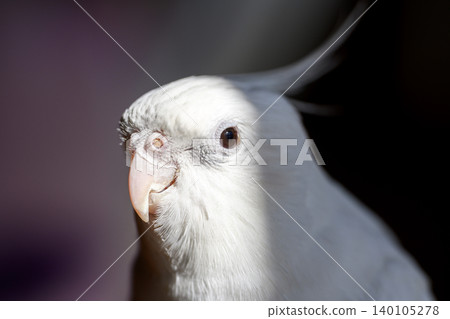 cockatiel cockatiel 140105278