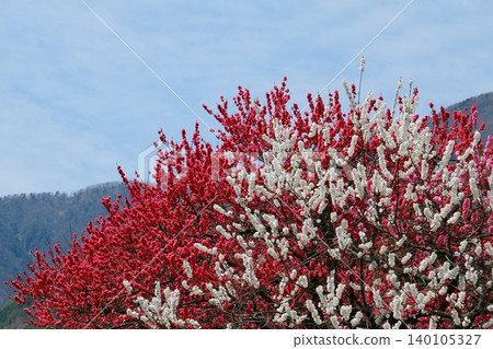 Red and white peach blossoms in full bloom against a blue sky. Red and white peach blossoms in full bloom against a blue sky. 140105327