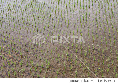 Season of rice planting Season of rice planting 140105613