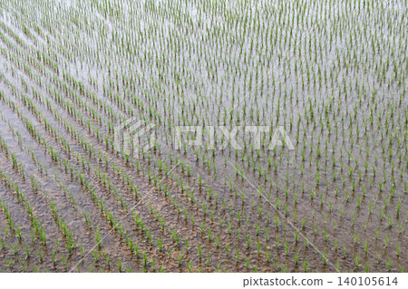 Season of rice planting Season of rice planting 140105614