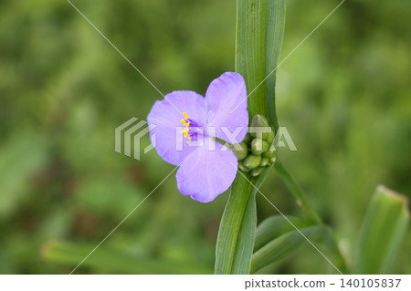 Spiderwort Spiderwort 140105837