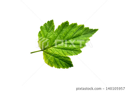 Green leaf of a currant bush Green leaf of a currant bush 140105957