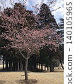 Double cherry tree ⁺＋＊Double=cherry=blossom＊＋⁺ 140105965