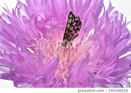 A daytime butterfly called the Clover moth on a pink flower A daytime butterfly called the Clover moth on a pink flower 140106028