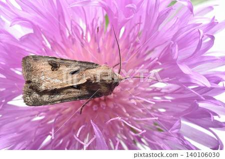 A nocturnal moth called the Exclamation Noctuid, from the noctuid family A nocturnal moth called the Exclamation Noctuid, from the noctuid family 140106030
