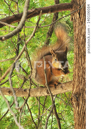 Squirrel climbing tree branch searching for food Squirrel climbing tree branch searching for food 140106084