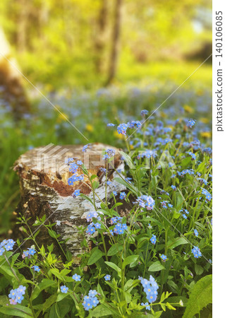 Forget-me-not flowers growing around birch log Forget-me-not flowers growing around birch log 140106085