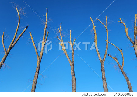 Pruned bare tree branches against clear blue sky Pruned bare tree branches against clear blue sky 140106093