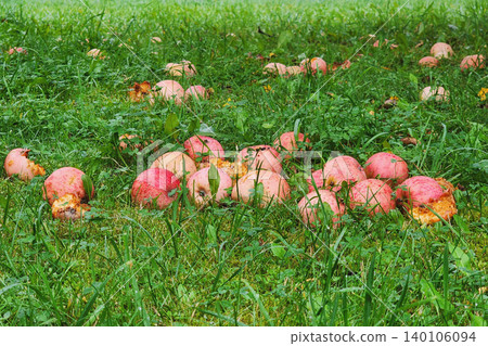 Fallen apples rotting on green grass in orchard 140106094
