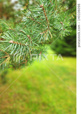 Pine tree branch showing green needles and texture Pine tree branch showing green needles and texture 140106098
