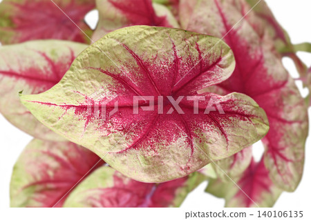 Close up of pink leaf of exotic 'Caladium Lemon Blush' houseplant on white background Close up of pink leaf of exotic 'Caladium Lemon Blush' houseplant on white background 140106135