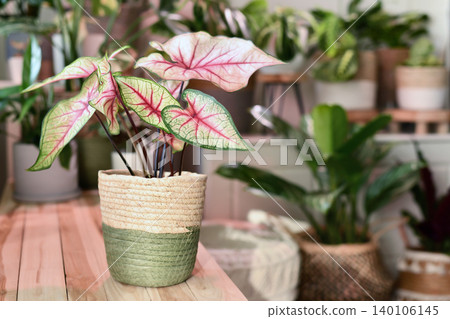Potted 'Caladium White Queen' Potted 'Caladium White Queen' plant with white leaves and pink veins in basket on wooden table in front of other plants in blurry background Potted 'Caladium White Queen' Potted 'Caladium White Queen' plant with white leaves and pink veins in basket on wooden table in front of other plants in blurry background 140106145