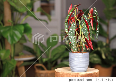 Exotic 'Begonia Maculata' houseplant with white dots in gray ceramic flower pot on wooden plant stand 140106194