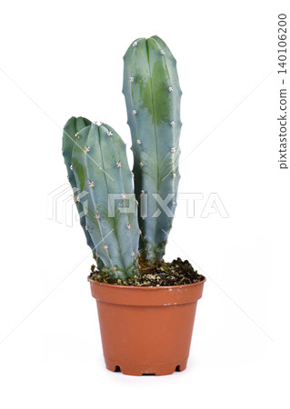 Bluish Cereus Cactus houseplant in flower pot isolated on white background Bluish Cereus Cactus houseplant in flower pot isolated on white background 140106200