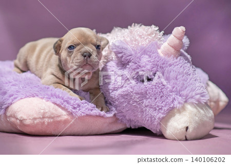 Small French Bulldog dog puppy lying on fluffy violet plush unicorn Small French Bulldog dog puppy lying on fluffy violet plush unicorn 140106202