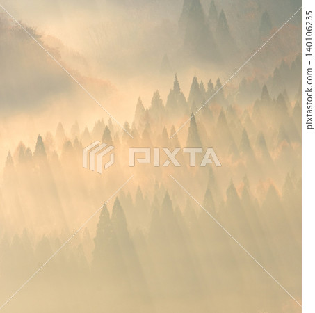 陽光透過秋葉森林灑落的景象。 陽光透過秋葉森林灑落的景象。 140106235