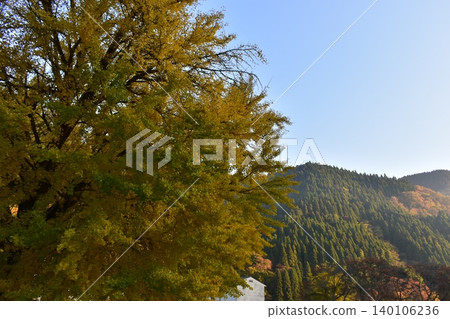 Ginkgo tree, Tottori Prefecture, former Hinokami Elementary School Ginkgo tree, Tottori Prefecture, former Hinokami Elementary School 140106236