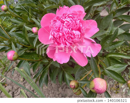 Pink magenta peones flower background. Spring floral Pink magenta peones flower background. Spring floral 140106321