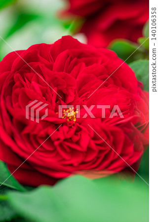 Bright red roses 140106358