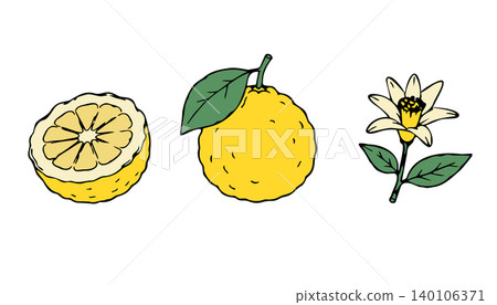 Yuzu Fruit Set with Whole Yuzu Half Yuzu and Citrus Blossom Illustration Yuzu Fruit Set with Whole Yuzu Half Yuzu and Citrus Blossom Illustration 140106371